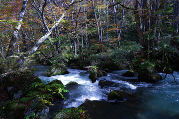 The turbulent Ashura no Nagare rapids of the Oirase Stream flowing through a pristine autumn forest in Aomori, Japan.
