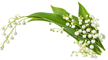 Obraz premium Delicate lily of the valley sprigs with white bell-shaped flowers and lush green leaves isolated on a transparent background isolated on white transparent background PNG cutout 