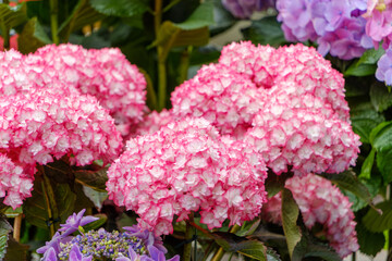 ピンクと白の美しい西洋アジサイの花房