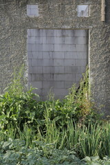 Fototapeta premium Concrete wall with wild green plants growing at the base, creating a contrast between architecture and nature. 