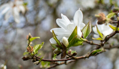 Close Up of a Blooming White Magnolia Flower on a Tree Branch