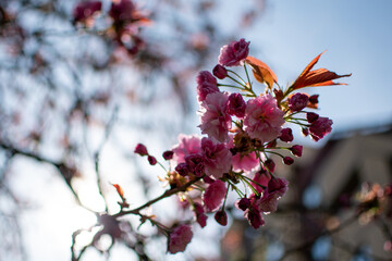 Close Up of Pink Cherry Blossoms with Urban Building in Background