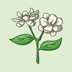 Illustration of White Jasmine Flowers