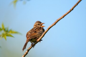 Brown Bird Singing on Branch Against Clear Blue Sky in Nature