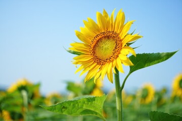 Bright and Vibrant Sunflower Against a Clear Blue Sky