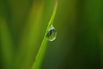 Water Droplet on Green Grass Blade in Morning Light