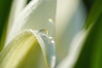 Close-Up of Fresh Flower Petal with Dew Drop and Rainbow Reflection