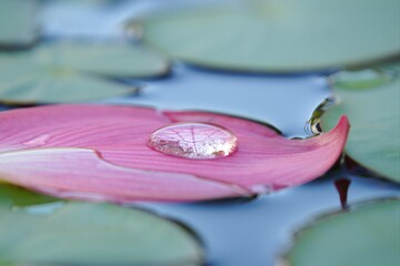 Water Droplet on a Pink Petal in a Tranquil Pond Environment