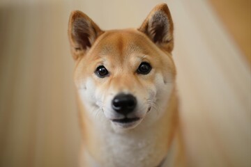 Friendly Shiba Inu Dog with a Warm Smile Looking at the Camera