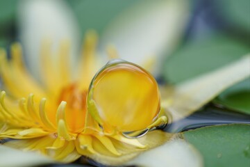 Dew Drop on Yellow Water Lily Petal with Green Background