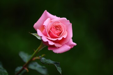Delicate Pink Rose with Water Droplets on Leafy Green Background