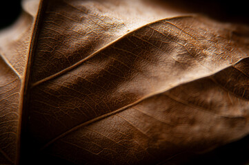 Details of dry leaves