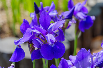 鮮やかな青紫色のアヤメの花が咲く庭
