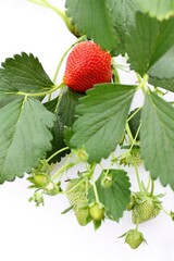 Strawberries in a greenhouse.