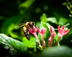 bee on flower