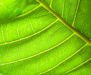  green leaf texture