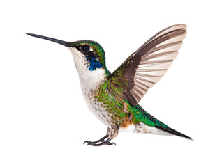 Fototapeta premium Hummingbird, Generated image