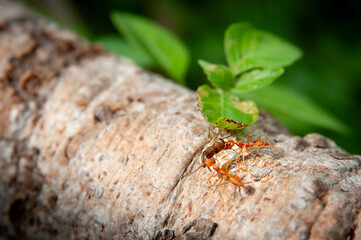 ants help bring their prey back