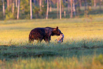 Ein Braunbär bringt seine Beute in einem finnischen Moor vor Wölfen und Artgenossen in Sicherheit