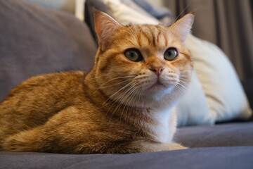 Sweet and Cute Kitten on White Background
