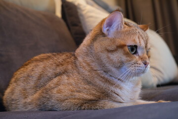 Sweet and Cute Kitten on White Background