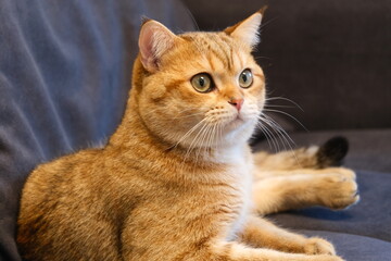 Sweet and Cute Kitten on White Background