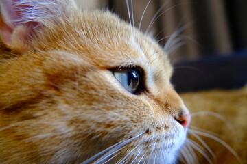 Sweet and Cute Kitten on White Background