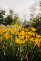 yellow flowers in the field