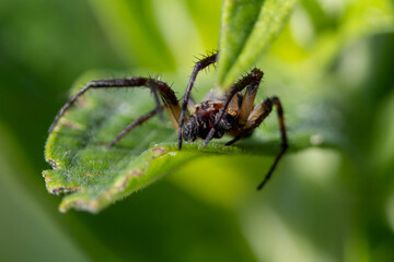 Eine Gewöhnliche Schilfradspinne frontal auf einem grünen Blatt sitzend