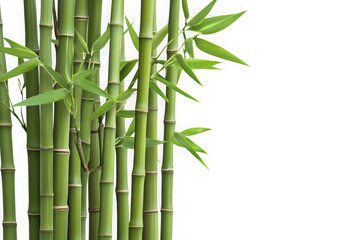 High-resolution bamboo stalks and green leaves png image for graphic design and decoration resources isolated on transparent background
