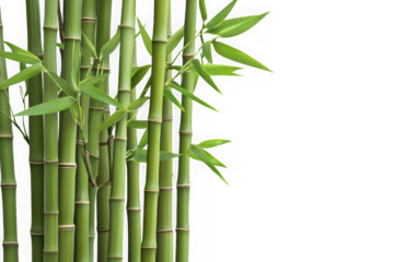 High-resolution bamboo stalks and green leaves png image for graphic design and decoration resources isolated on transparent background