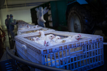 Adult broiler chickens in boxes on a conveyor. Workers load boxes with birds into a truck