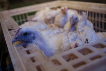 Adult broiler chickens in boxes on a conveyor belt.