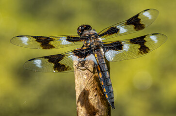 Close Up of Dragonfly with Black and White Wing Patterns