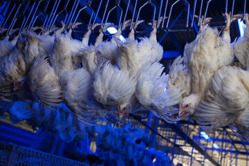 Conveyor with broiler chickens on the production line for chicken meat production. Food industry