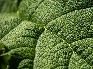 Close Up of Textured Green Leaf with Intricate Vein Patterns