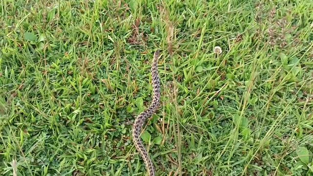 The snake in the image is likely a Buff-striped keelback (Amphiesma stolatum). This non-venomous snake is common in South and Southeast Asia and is known for the buff-colored stripes along its body. 