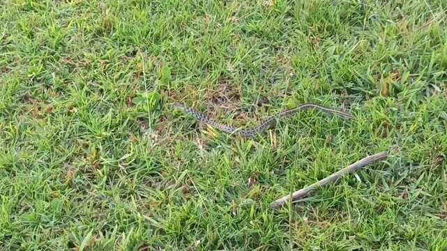The snake in the image is likely a Buff-striped keelback (Amphiesma stolatum). This non-venomous snake is common in South and Southeast Asia and is known for the buff-colored stripes along its body. 