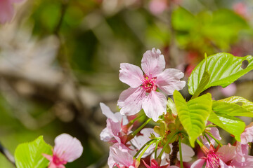 春の陽光に輝く河津桜の花