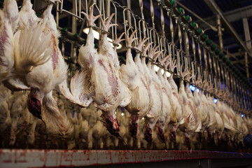 Conveyor with broiler chickens on the production line for chicken meat production. Food industry