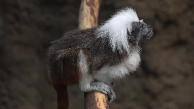 Cotton-top tamarin (Saguinus oedipus) holding onto a branch