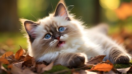 Playful ragdoll kitten lying on its back in a serene forest background nature photography vibrant environment close-up view