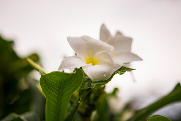 Obraz premium flower