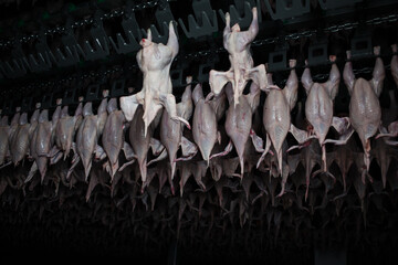 Refrigerator with broiler chicken meat. Conveyor with chicken meat products