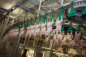 Conveyor with broiler chickens on the production line for chicken meat production. Food industry