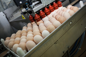 Egg sorting machine. Egg conveyor on food production line. Farm products