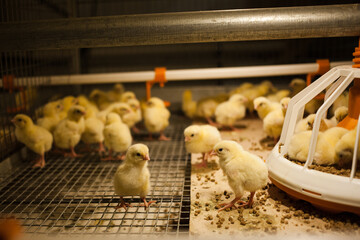 Little chickens on a broiler farm for slaughter. Chicken meat farm