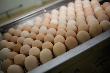 Egg conveyor on food production line. Farm products