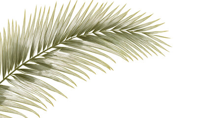 Obraz premium Elegant Palm Leaf Illustration on White Backdrop for Tropical Designs