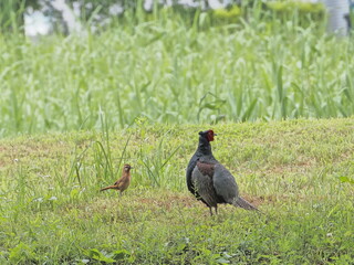 キジとガビチョウ
